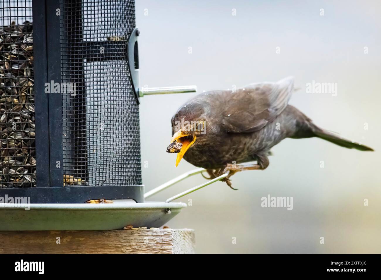 Blackbird an der Zubringerstation Stockfoto