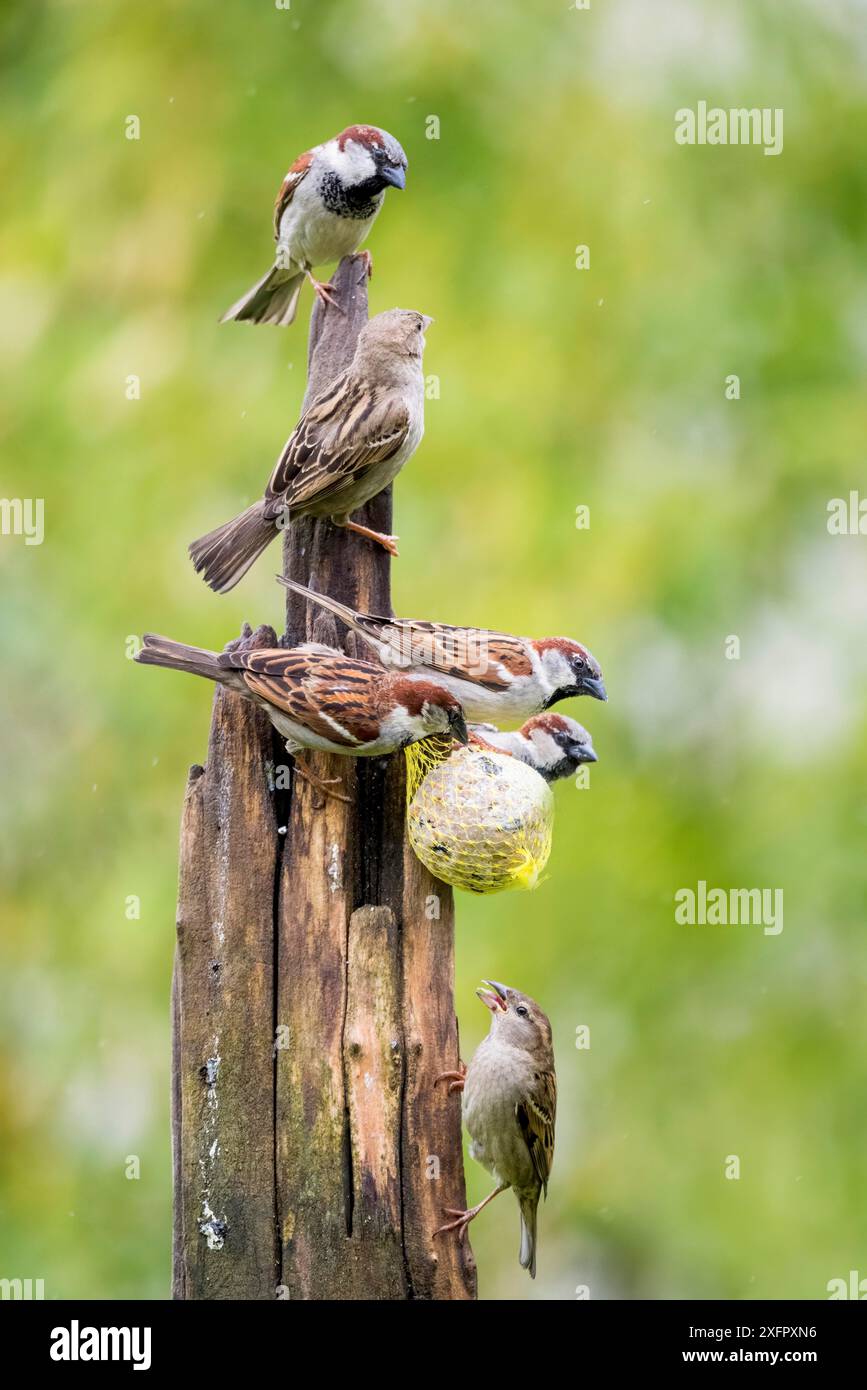 Schöne paar Spatzen (Passer domesticus) im Regen auf einem Fütterungsposten Stockfoto