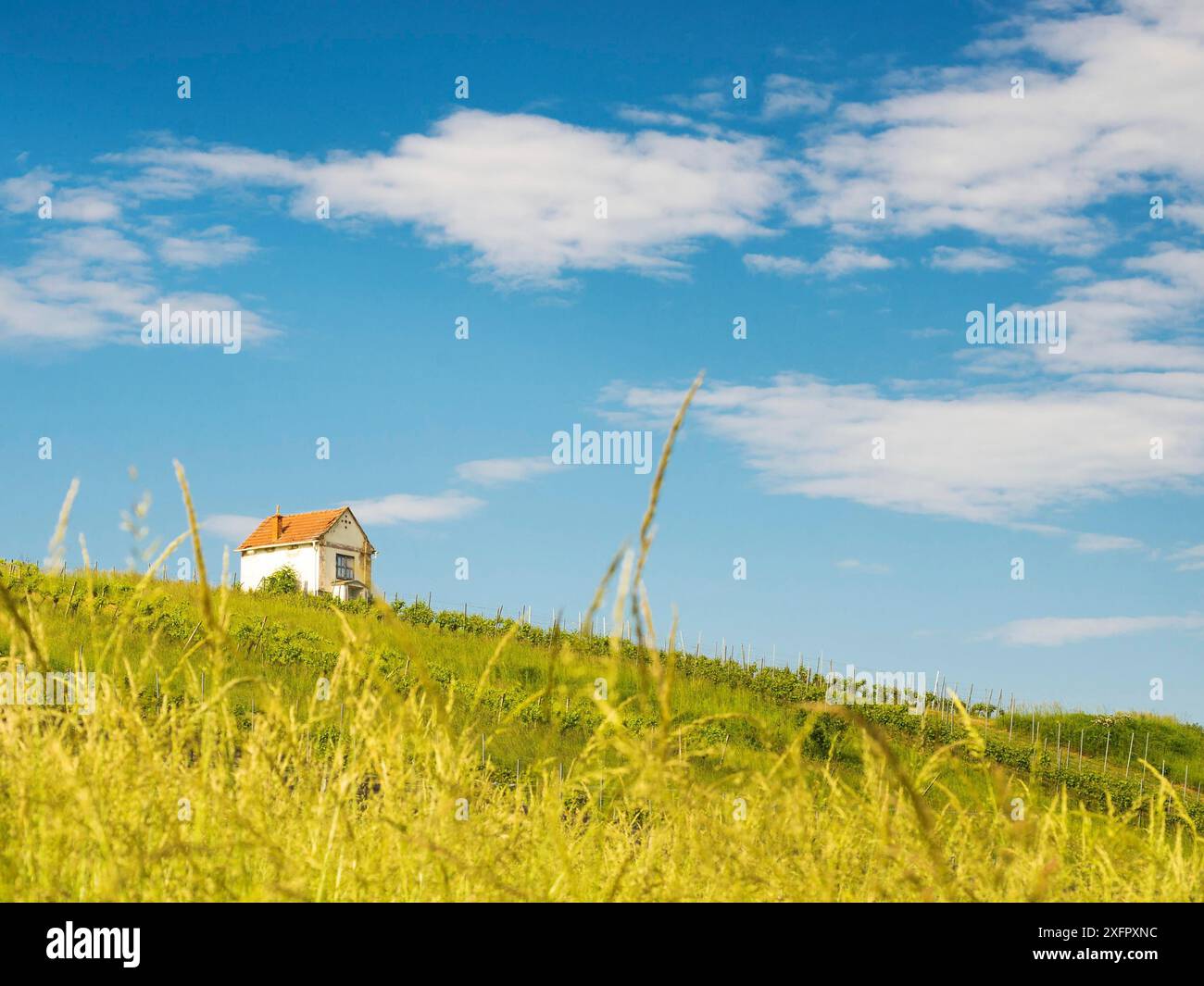 Kleine Hütte auf einem Weinberg im mittleren burgenland österreich Stockfoto