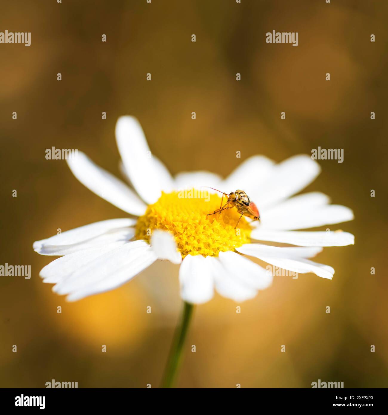 Insektenlarven an einer Kamille Stockfoto