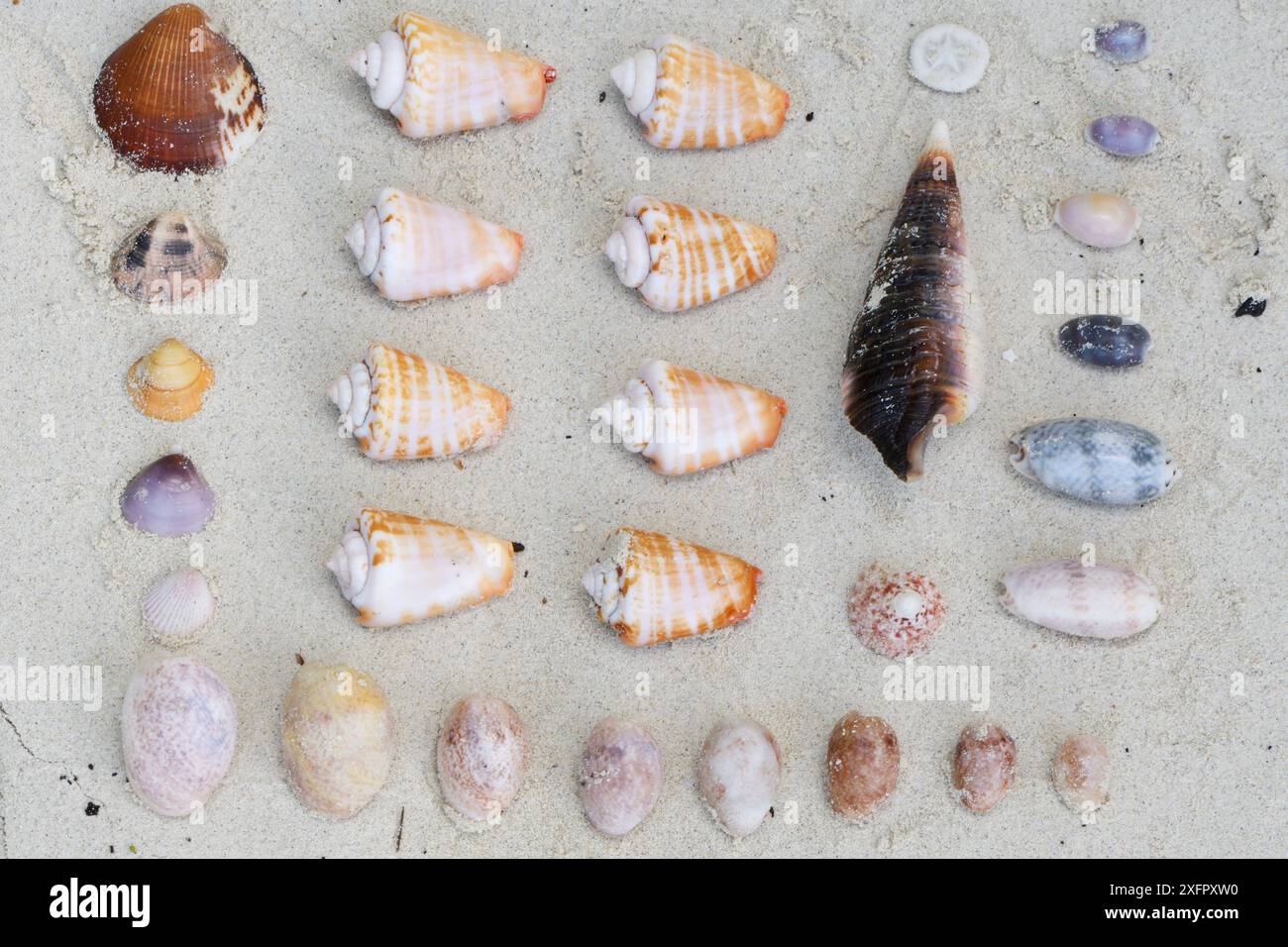 Muscheln wurden am Strand, in der Triton Bay, auf dem Festland Neuguinea, in Westpapua, in Indonesien-Neuguinea gesammelt Stockfoto