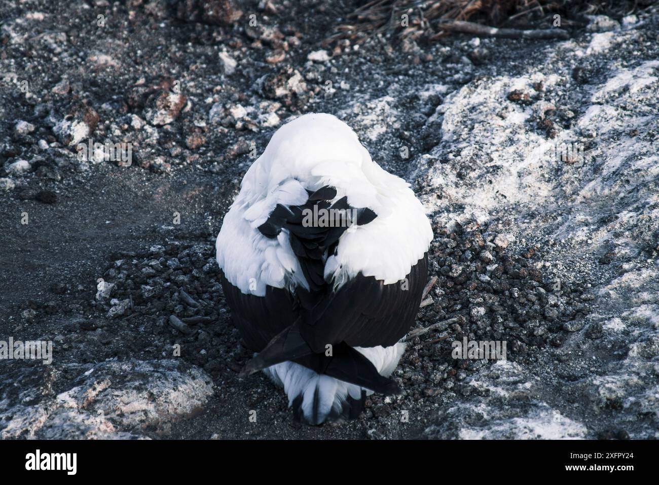 Ein Galapagos-Booby, der auf felsigem Gelände gefangen wurde und sein einzigartiges Gefieder und sein ruhiges Verhalten in seinem natürlichen Lebensraum zeigt. Stockfoto