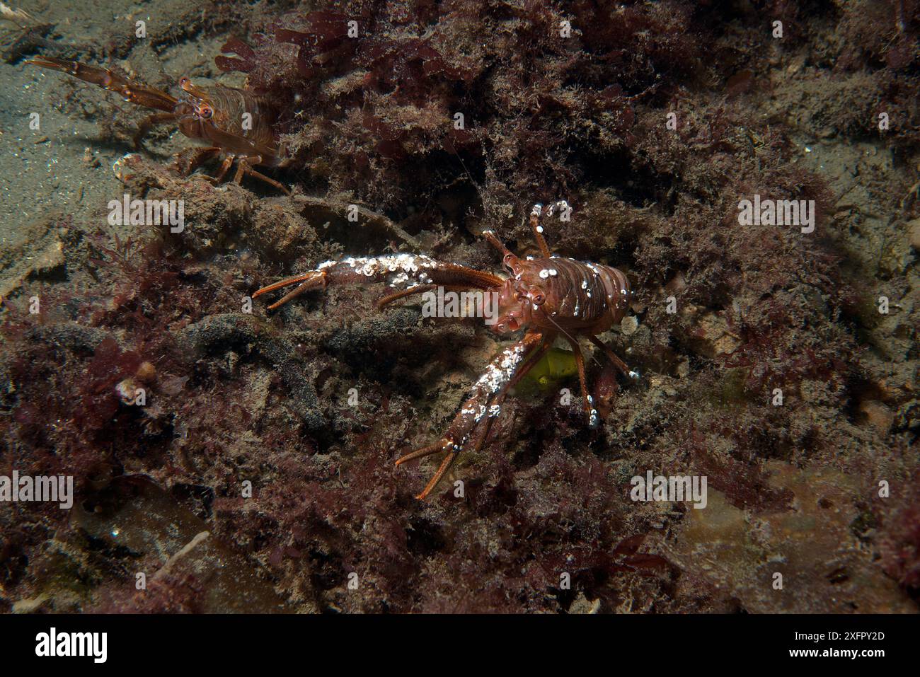 Geselliger Hummer Krill (Munida gregaria), Erwachsener Meeresboden, Falklandinseln. Februar. Stockfoto