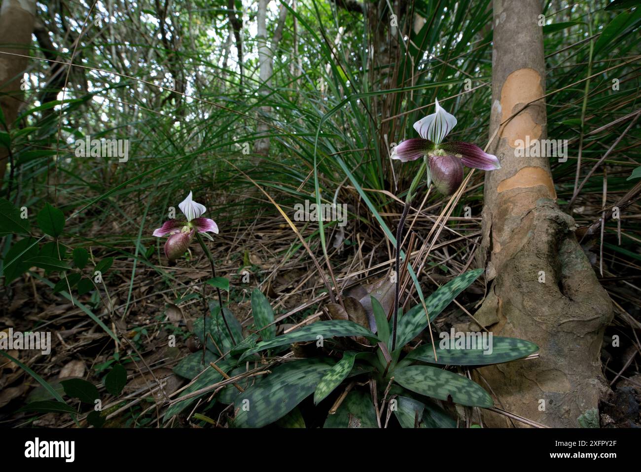 Hong Kong Damenschuh Orchidee (Paphiopedilum purpuratum) Hong Kong Island. Stockfoto