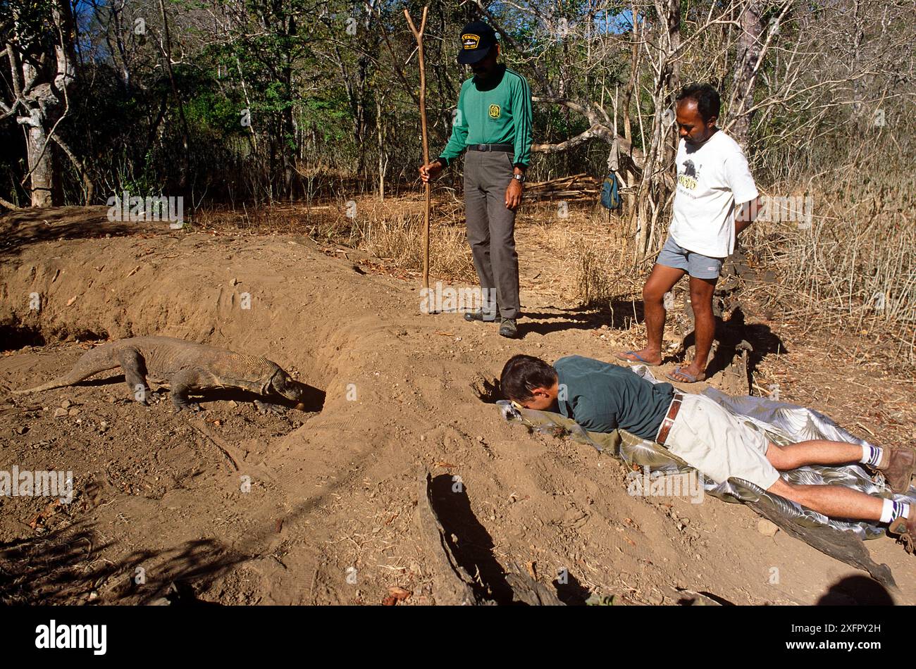 Komodo-Drache (Varanus komodensis), der in einem verlassenen Megapodenhügel ins Nest eindringt. Kameramann Michael Pitts filmt durch das Zugangsloch im Nest. Komodo, Indonesien. 1995 Stockfoto