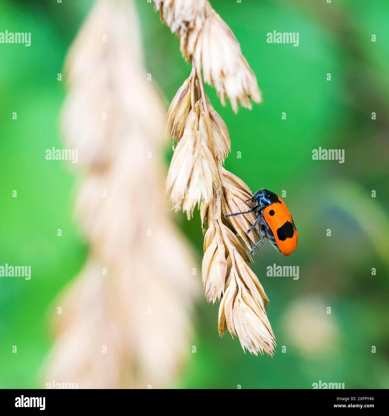 Rote orange Käfer auf Mais Stockfoto