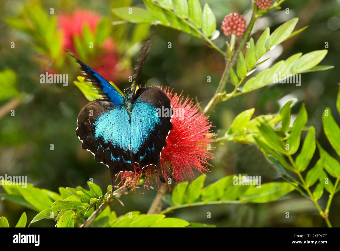 Ulysses Butterfly (Papilio ulysses) Starting off, Atherton Tableland, Nordosten Queensland, Australien. Stockfoto