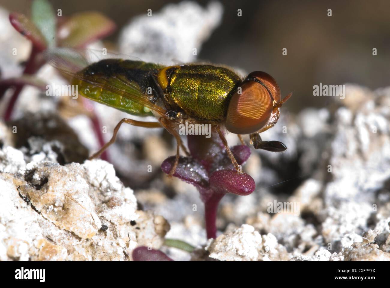 Metallic Soldat Fliege (Odontomyia sp. aff. Angulata) Lake Joondalup in Perth, Western Australia. Endemisch. Stockfoto