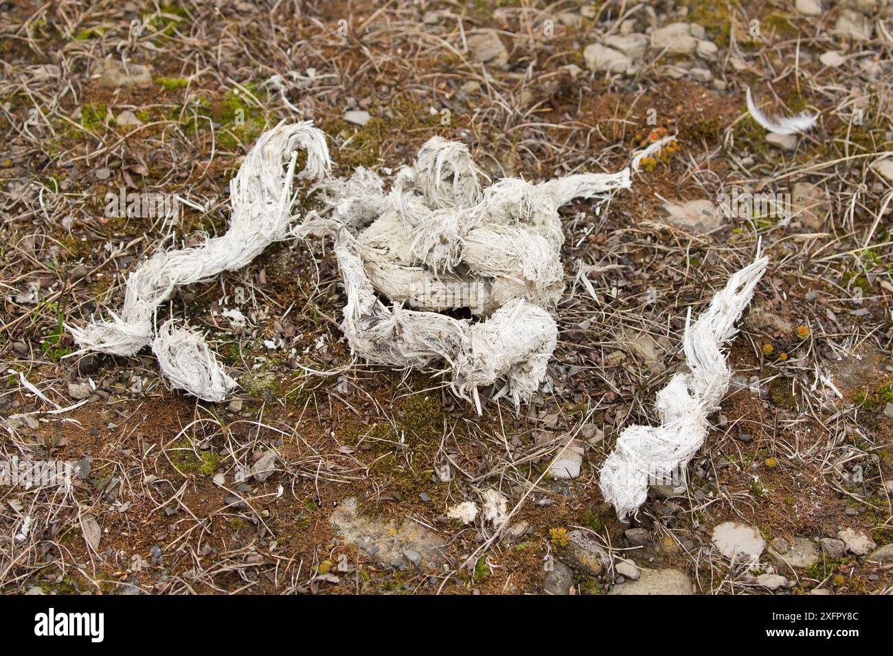 Eisbär (Ursus maritimus) hat am Boden gesorgt, Svalbard, Norwegen. Juni. Stockfoto