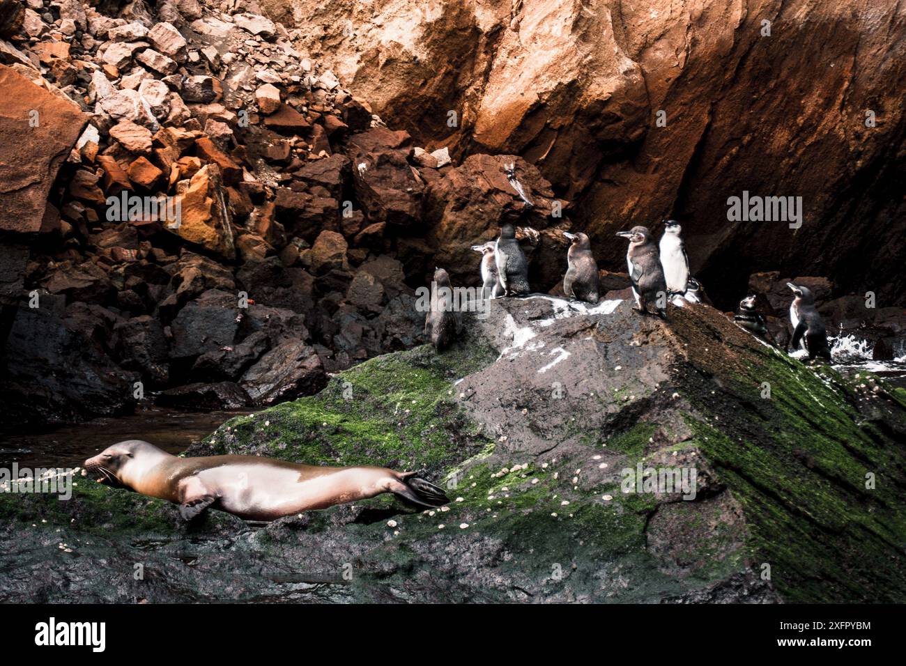 Eine ruhige Szene, in der Galapagos-Pinguine und ein Seelöwe an einem felsigen Ufer festgehalten werden und die einzigartige Artenvielfalt und Harmonie der Inseln hervorgehoben werden. Stockfoto