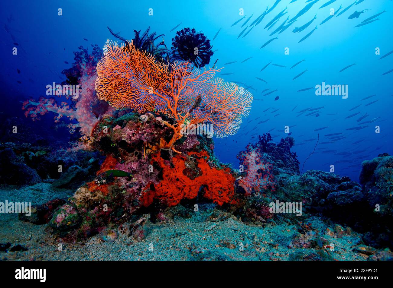 Seefächer, weiche Korallen und Federsterne mit Blackfin Barrakuda (Sphyraena qenie), die darüber schwimmen. Kimbe Bay, West New Britain, Papua-Neuguinea Stockfoto