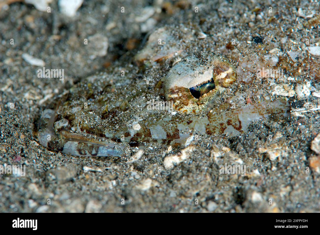 Nahaufnahme eines Flattheads auf dem Meeresboden, Bismarcksee, Vitu-Inseln, West-Neubritannien, Papua-Neuguinea Stockfoto