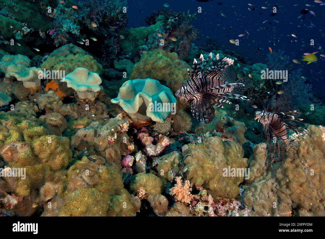 Zwei Löwenfische (Pterois volitans) schwimmen über Korallenriff. Bismarcksee, Vitu-Inseln, West-Neubritannien, Papua-Neuguinea Stockfoto