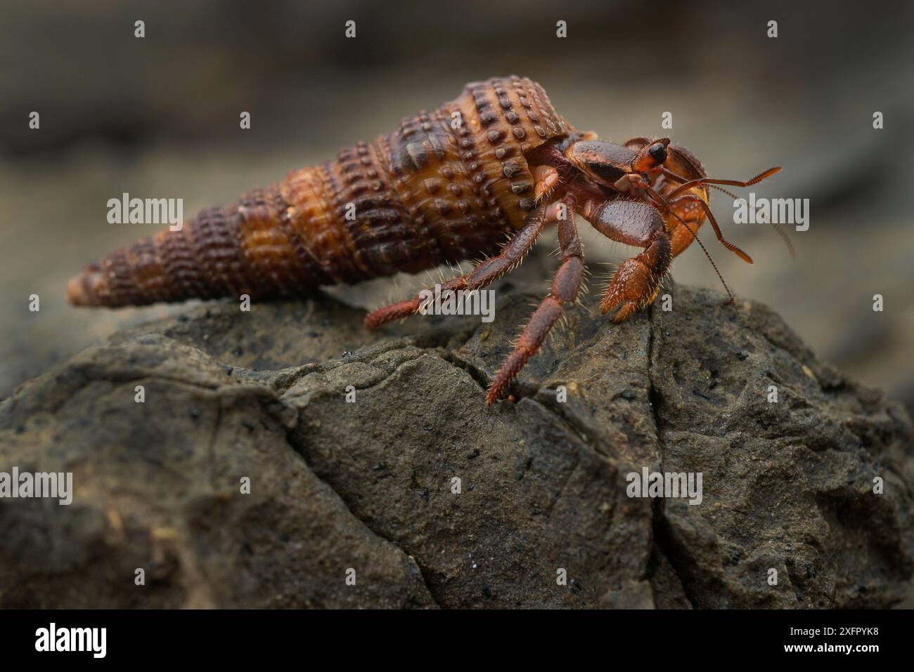 Einsiedlerkrebse (Coenobita rubescens) Insel Principe, UNESCO-Biosphärenreservat, Demokratische Republik Sao Tome und Principe, Golf von Guinea. Stockfoto