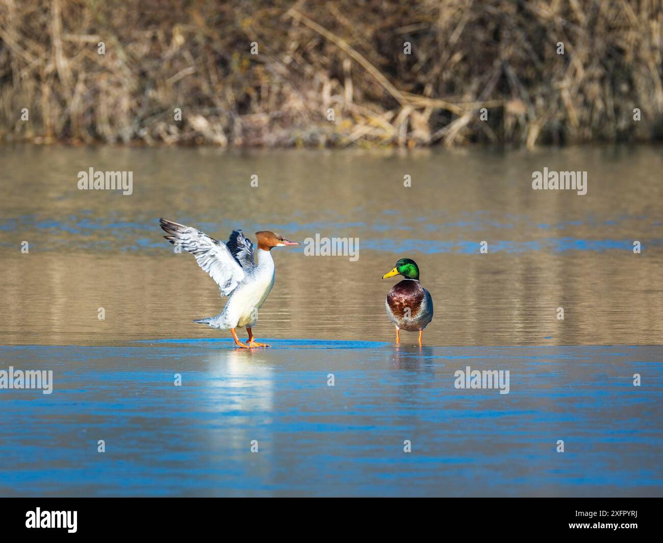 Ostnordamerikanischer Vogel gemeiner Merganser, Meeresente, Mergus merganser, in Eurasien Gänseander genannt. Huhn auf dem Fluss im Winter während der Migration Stockfoto