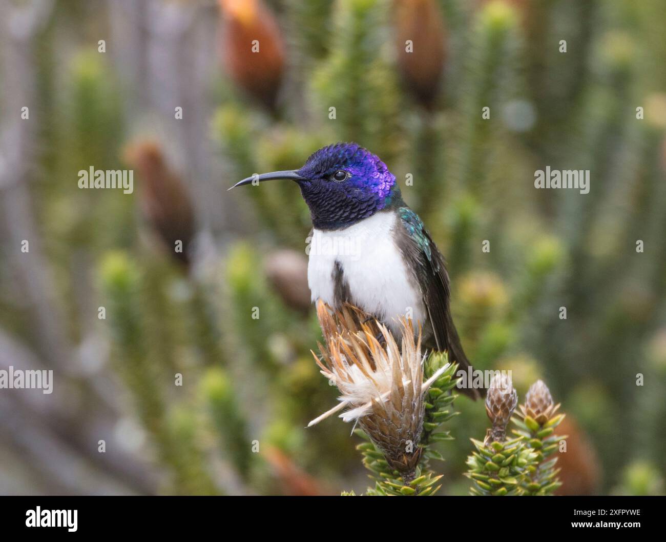 Ecuadorian hillstar (Oreotrochilus chimborazo) männlich auf Chirquiragua, Antisanilla Ecuador. Stockfoto