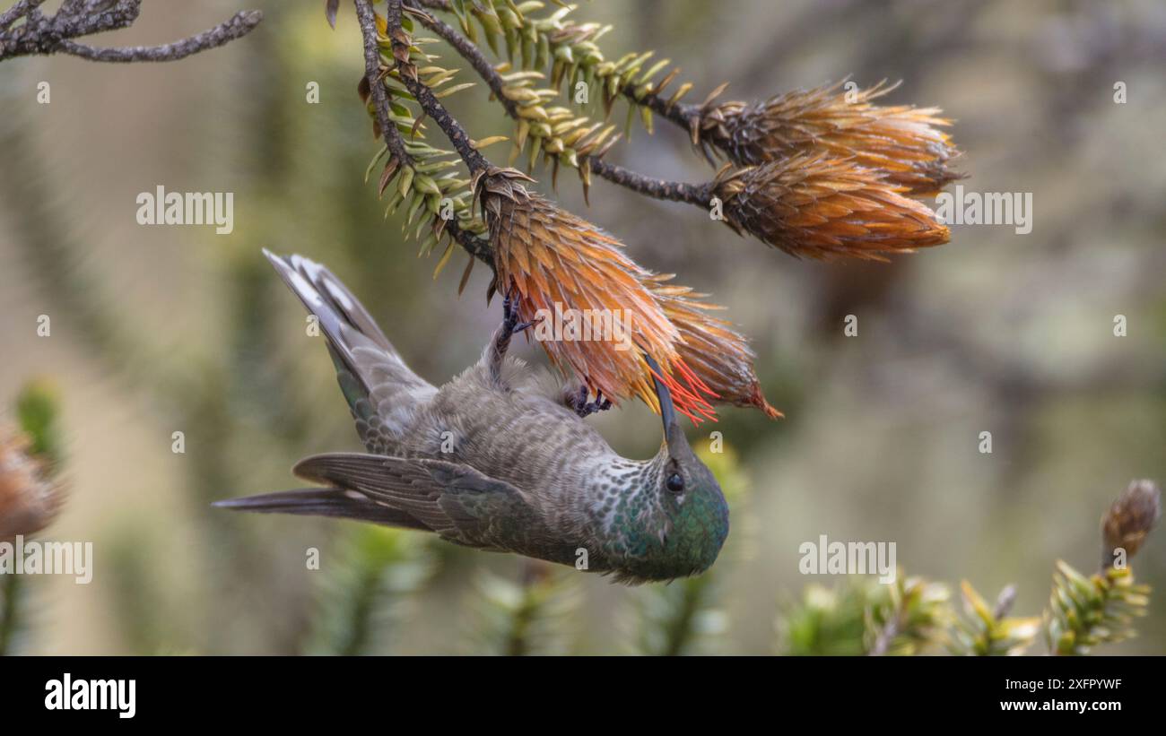 Ecuadorian hillstar (Oreotrochilus chimborazo) weiblich auf Chirquiragua, Antisanilla Ecuador. Stockfoto