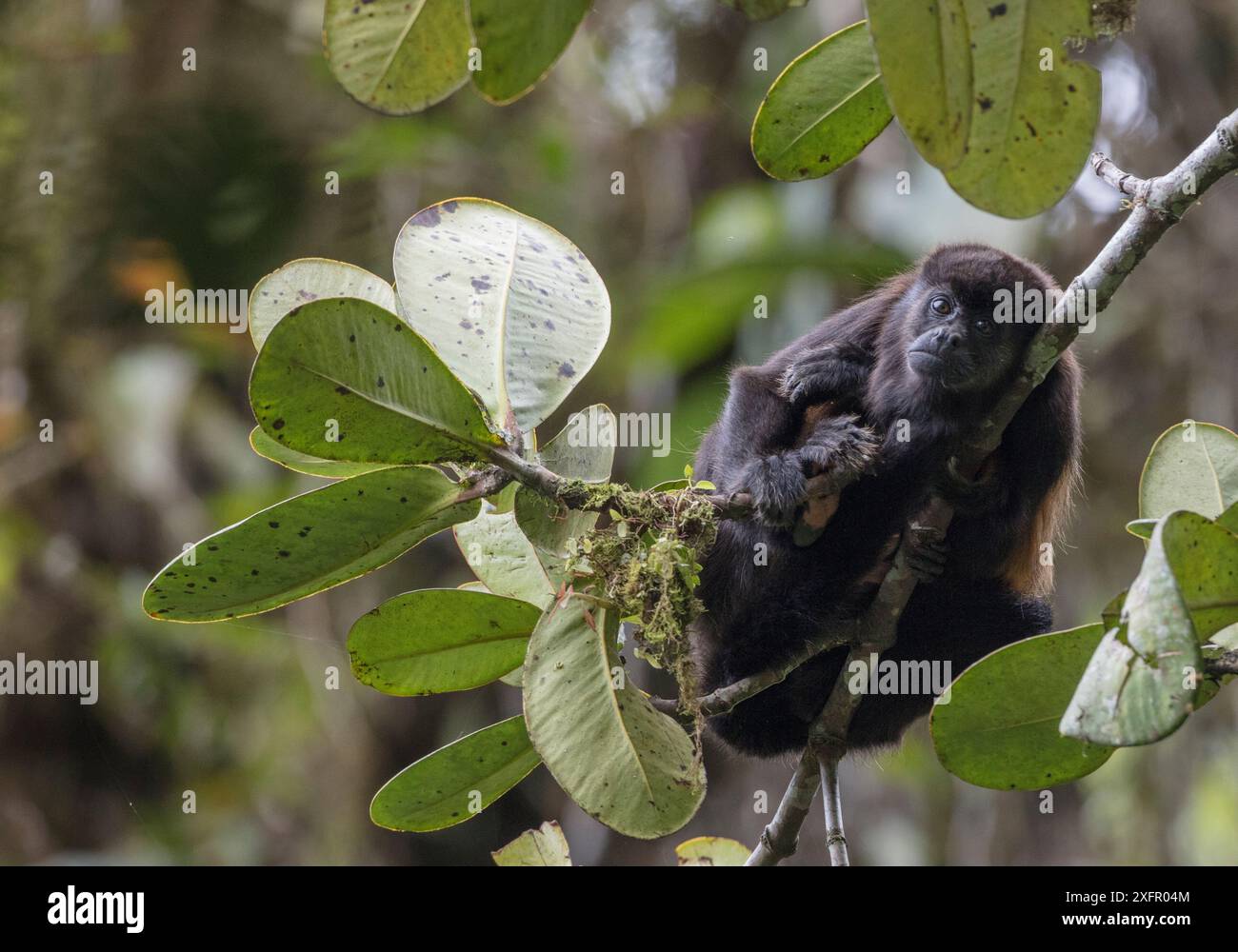 Bemantelter Brüllaffen (Alouatta palliata) Buenaventura Ecuador. Stockfoto