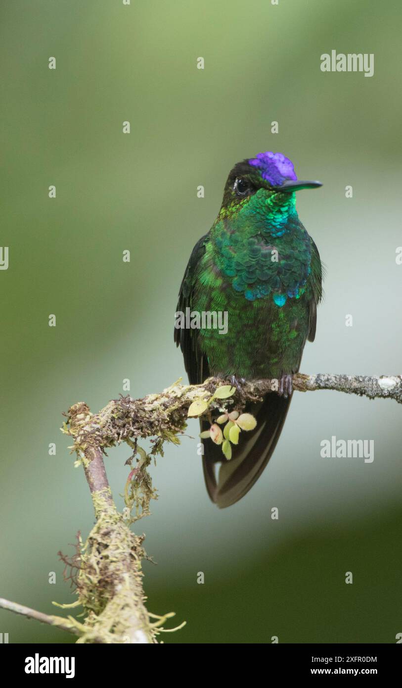 Violett-fronted Brillant (Heliodoxa leadbeateri) Ecuador Stockfoto