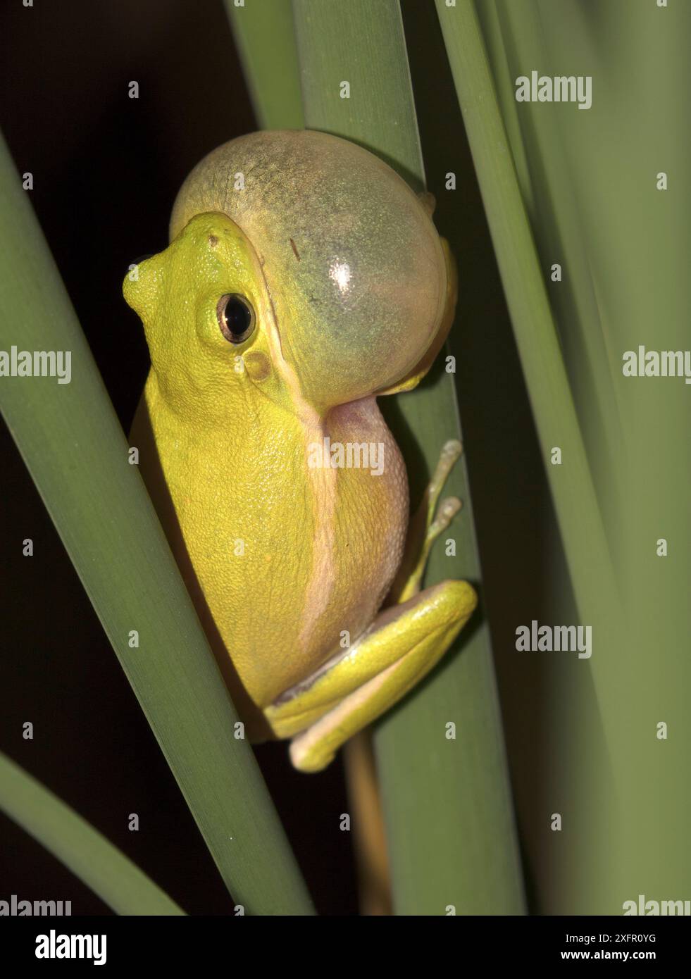 American Green Treefrog (Hyla cinerea) Calling, Stimmsac aufgebläht, St. Jones Reserve, Delaware, USA, Juni. Stockfoto