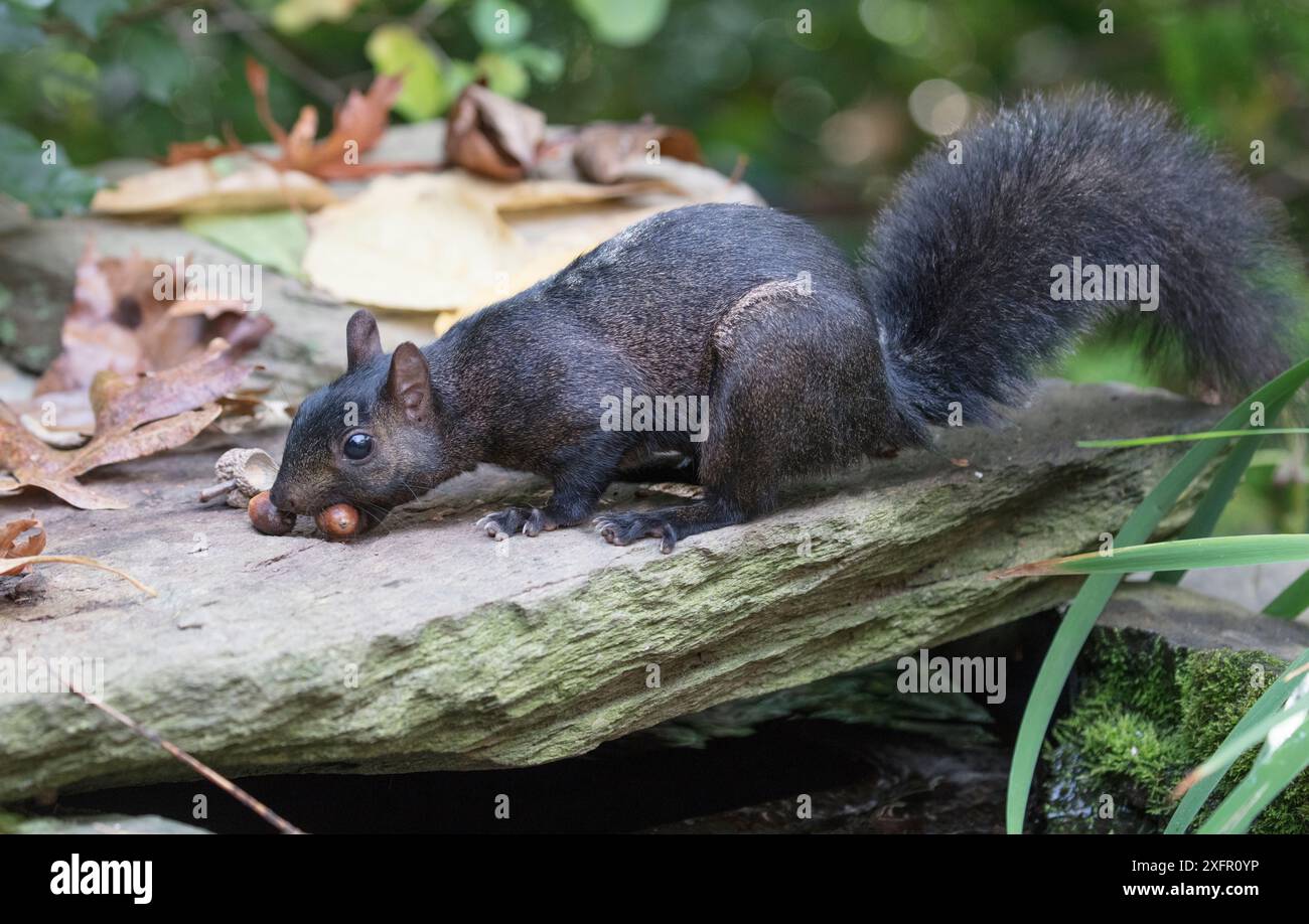 Graues Eichhörnchen (Sciurus carolinensis), schwarzer Morph auf der Suche nach Eicheln aus Weißeiche, Chestnut Hill, Philadelphia, Pennsylvania, USA, September. Stockfoto