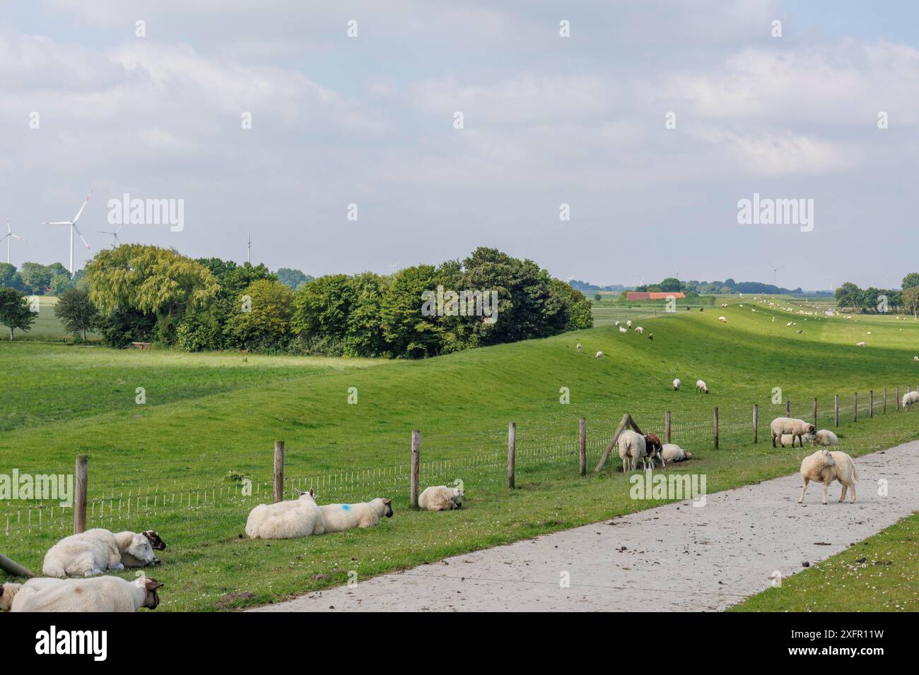 Schafe weiden und ruhen auf einer Weide neben einem Weg in einer ruhigen, ländlichen Gegend mit Windkraftanlagen, wangerland, niedersachsen, deutschland Stockfoto