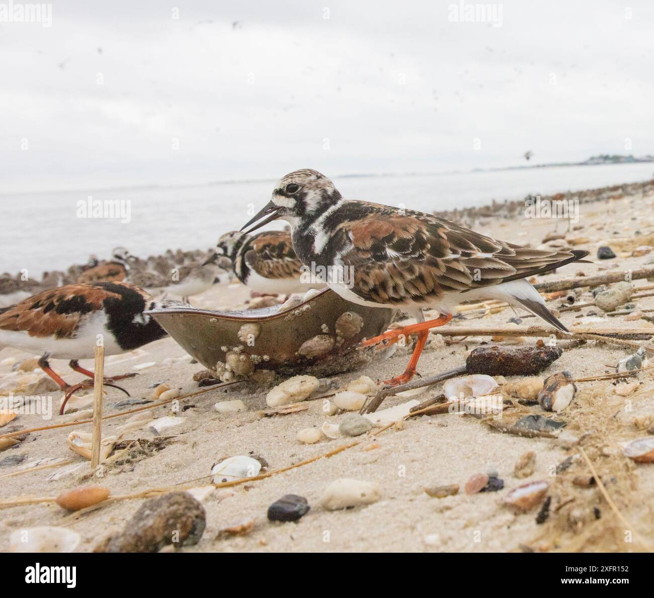 Ruddy Turnstone (Arenaria interpres), die tote Hufeisenkrabben fressen, Delaware Bay, New Jersey, Mai. Stockfoto