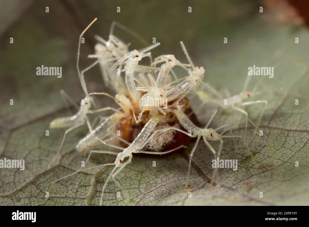 Blassgrüne Assassinen-Insekten (Zelus luridus) schlüpfen aus der Eiermasse, Fort Washington State Park, Philadelphia, Pennsylvania, USA, Juni. Stockfoto