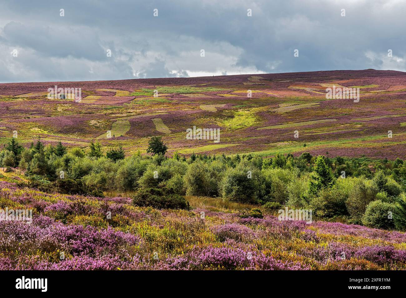 Der Ruabon Mountain blickt südöstlich von Worlds End und zeigt Flecken, die für das Heather (Calluna vulgaris) Management geschnitten wurden, North Wales, Großbritannien, August 2017. Stockfoto