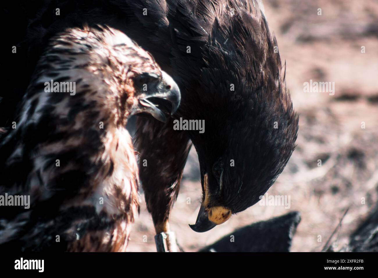 Nahaufnahme zweier Galapagos-Falken, die ihr kompliziertes Gefieder und ihre intensiven Ausdrucksformen hervorheben und einen Moment der Verbindung in freier Wildbahn festhalten. Stockfoto