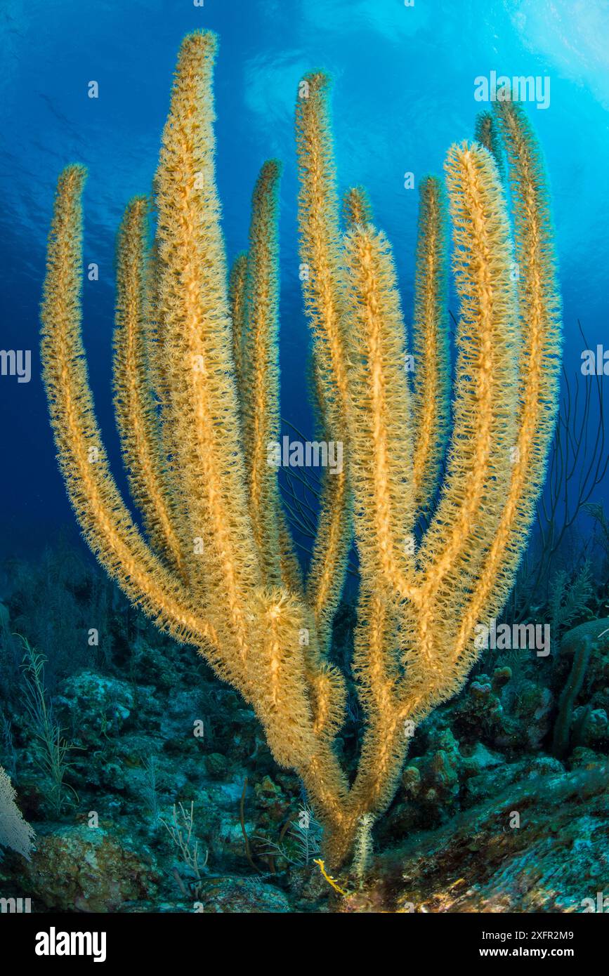 Eine Weichkoralle, die auf einem Korallenrohr wächst. East End, Grand Cayman, Cayman Islands, British West Indies. Karibik Stockfoto