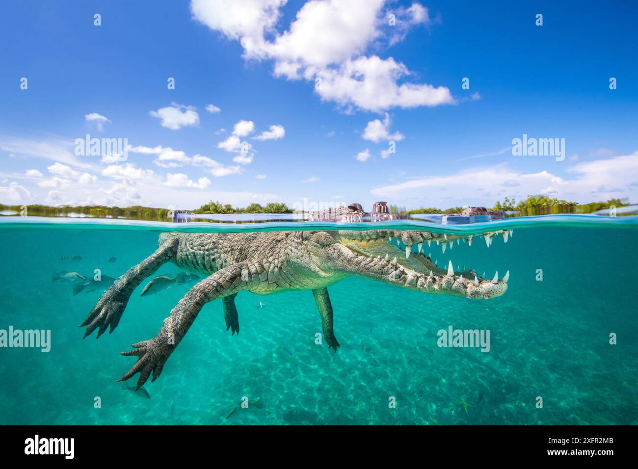 Blick auf zwei Ebenen auf die Gärten des amerikanischen Krokodils (Crocodylus acutus) im Queen National Park, Kuba. Karibik. Stockfoto