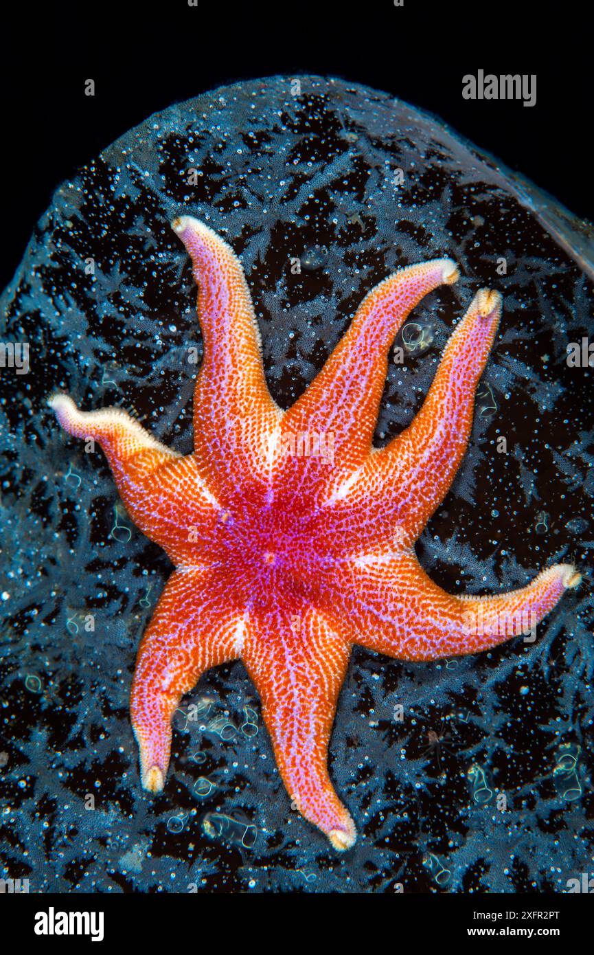 Farbenfroher gelber Sonnenstern (Solaster endeca), der auf einer Seetangfront klettert. Gulen, Bergen, Norwegen. Nordsee, Nordostatlantik. Stockfoto