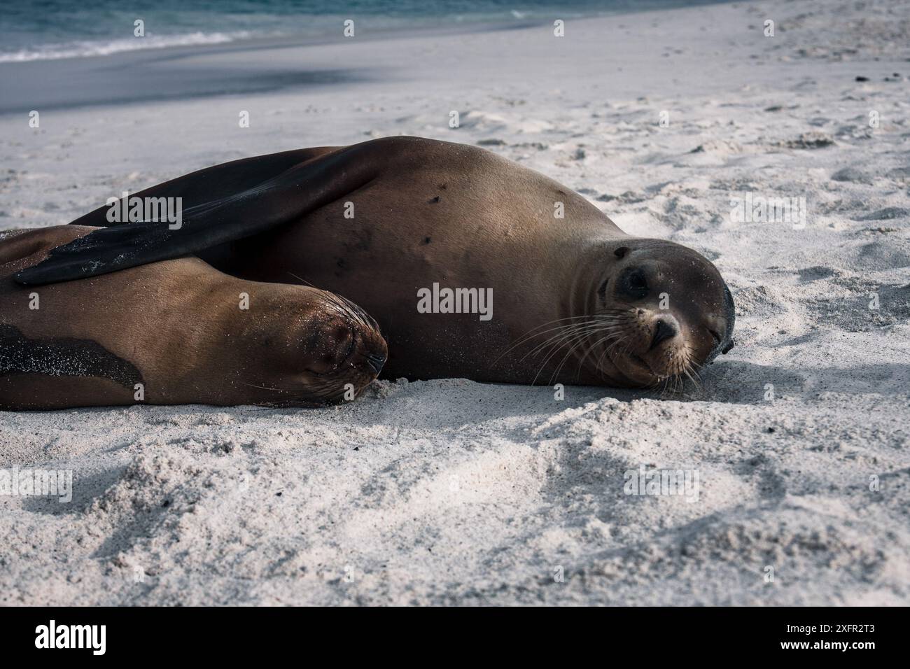 Eine herzerwärmende Szene von zwei Galapagos-Seelöwen, die am Strand ruhen und die Bindung und Ruhe dieser Meeressäuger in ihrem natürlichen Habitus zeigen Stockfoto
