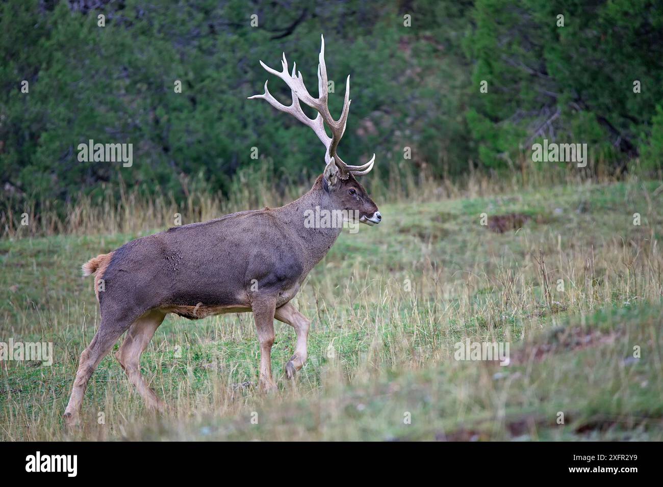 Hirschhirsch (Cervus albirostris), Naturschutzgebiet Sanjiangyuan, UNESCO-Weltkulturerbe Qinghai Hoh XIL, Qinghai-Tibet-Plateau, Provinz Qinghai, China. Stockfoto