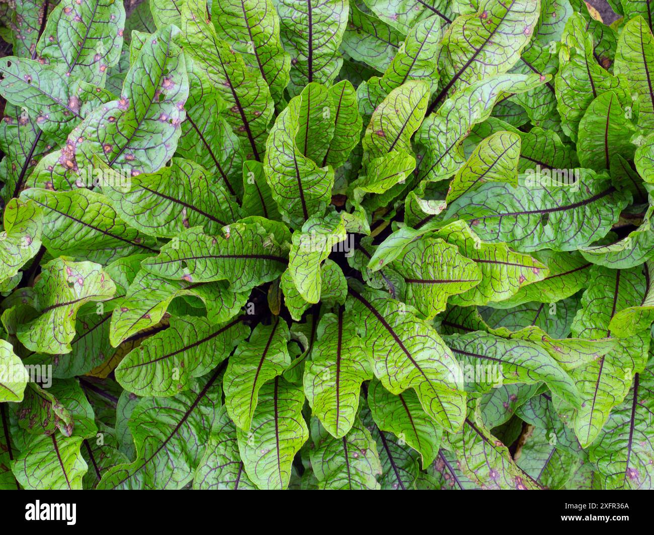 "Roter Sauerampfer" (Rumex acetosa) im Garten. Stockfoto