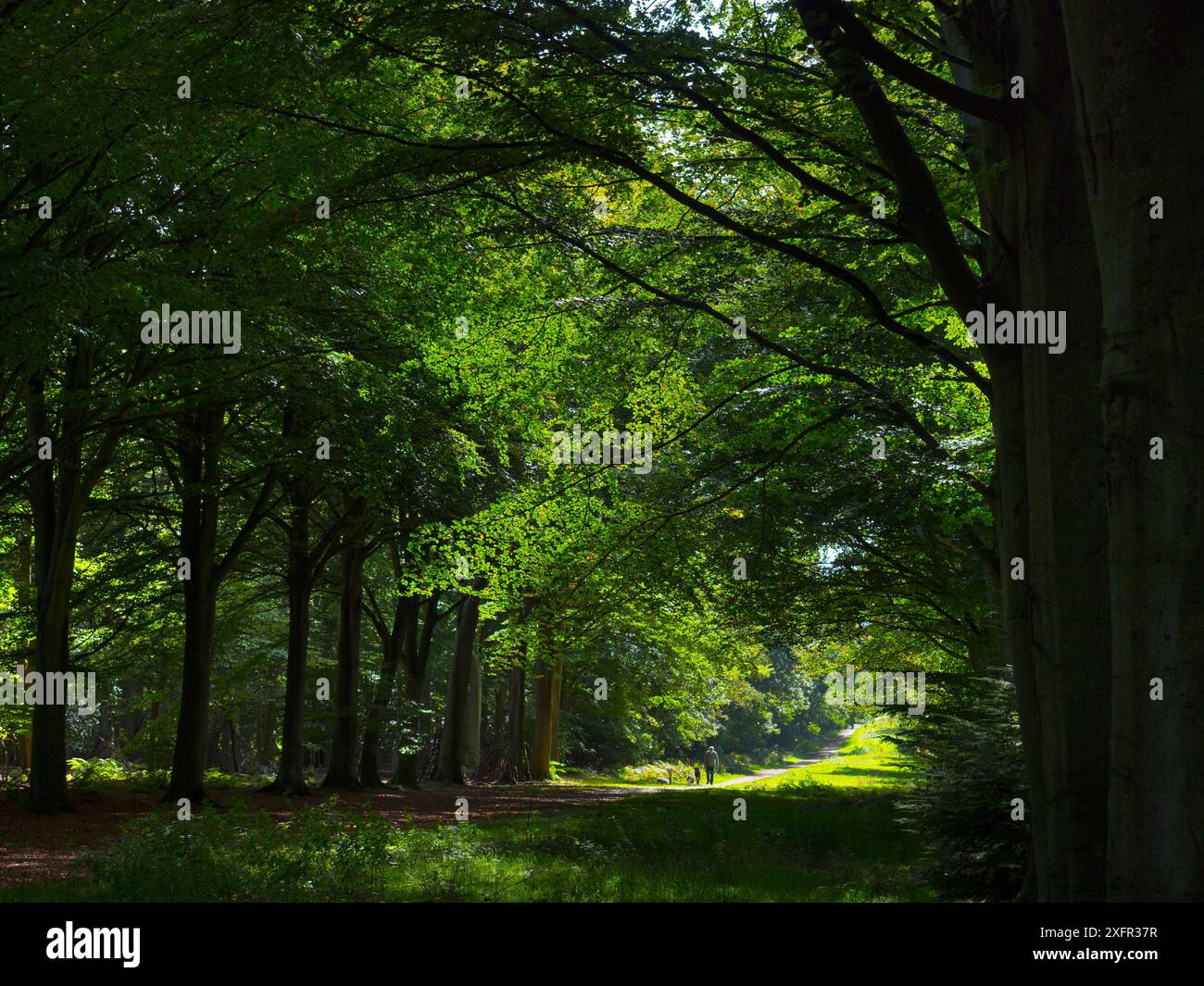 Strecke durch Buchenholz (Fagus sylvatica) Felbrigg Great Wood, Norfolk, Großbritannien, Oktober. Stockfoto