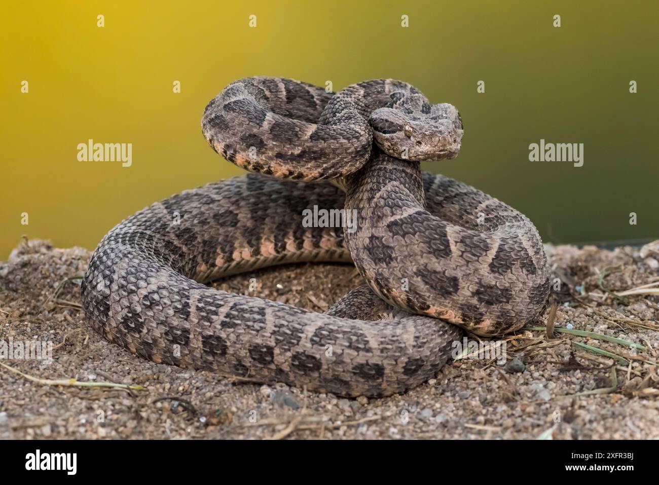 Chaco lancehead (Bothrops diporus) Argentinien kommt in Südamerika vor. Stockfoto