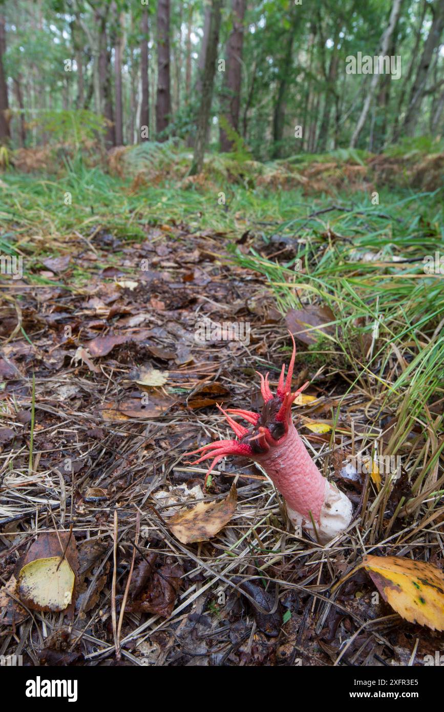 Seesternpilz (Azeroe rubra) an seinem einzigen bekannten Standort in der nördlichen Hemisphäre, Surrey, Vereinigtes Königreich. September 2017. Stockfoto