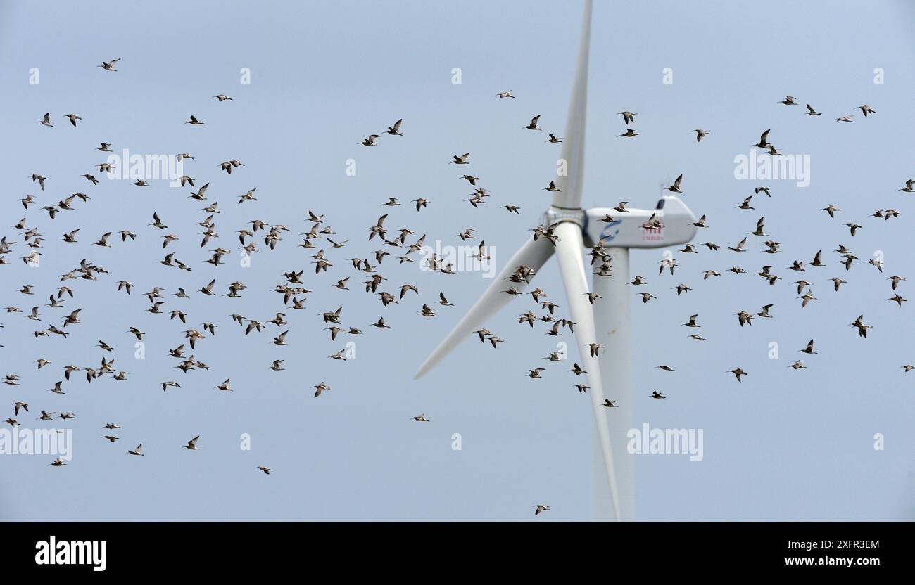 Eurasischer Brachvogel (Numenius arquata) im Flug, Vendee, Frankreich, September. Stockfoto