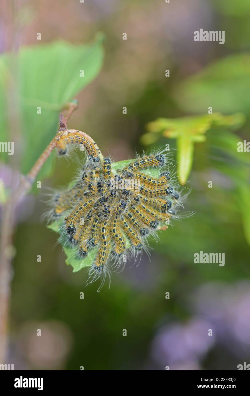 Buffspitzenmotte (Phalera bucephala) Raupen auf Birkenblatt. Surrey, Großbritannien. August 2017. Stockfoto