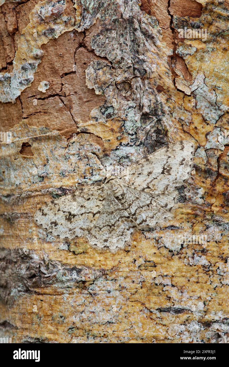 Motte (Ectropis crepuscularia Engrailed) auf Baumstamm getarnt, Fluss Bann Banbridge, County Down, Nordirland. Stockfoto