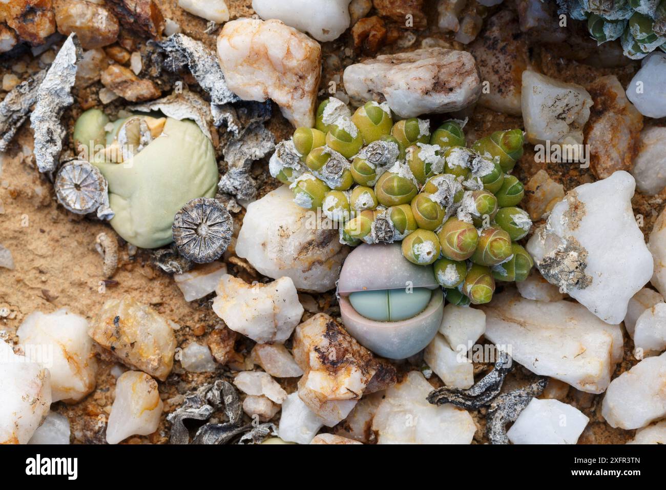 Die Sukkulenten Oophytum nanum und Argyroderma delaetii wachsen unter Quarzsteinen in der Knersvlakte, Westkap, Südafrika, wo sie endemisch sind Stockfoto