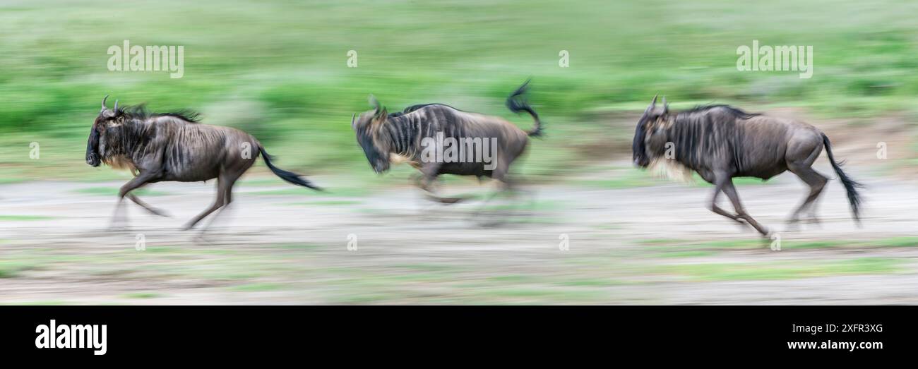 Weißbärtige Gnus (Connochaetes taurinus albojubatus) überqueren während der Migration das Ufer des Ndutu-Sees. Ngorongoro Conservation Area / Serengeti Nationalpark, Tansania. Digitales Composite. Stockfoto