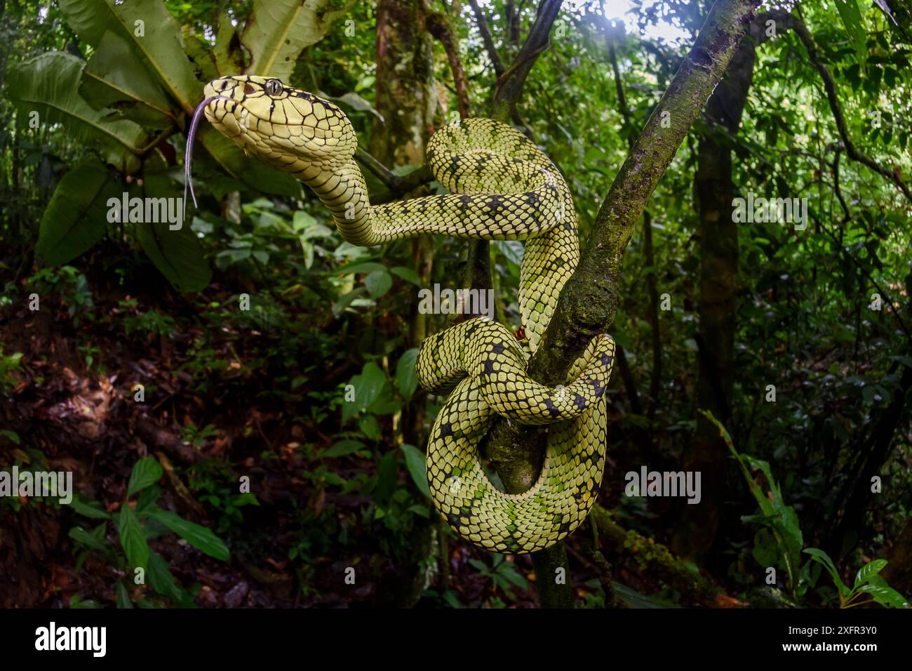 Sumatra-Grubenviper (Trimeresurus sumatranus) weiblich im Untergeschoss des Regenwaldes. Danum Valley, Sabah, Borneo. Stockfoto