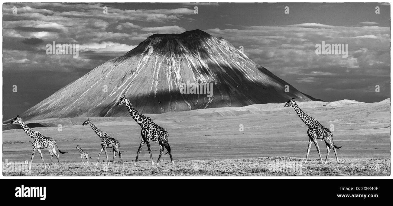 Gemischte Herde von Masai-Giraffen (Giraffa camelopardalis), die über kurze Grasebenen im Schatten von Oldonyo Lengai, Ngorongoro Conservation Area, Tansania, spazieren. Stockfoto