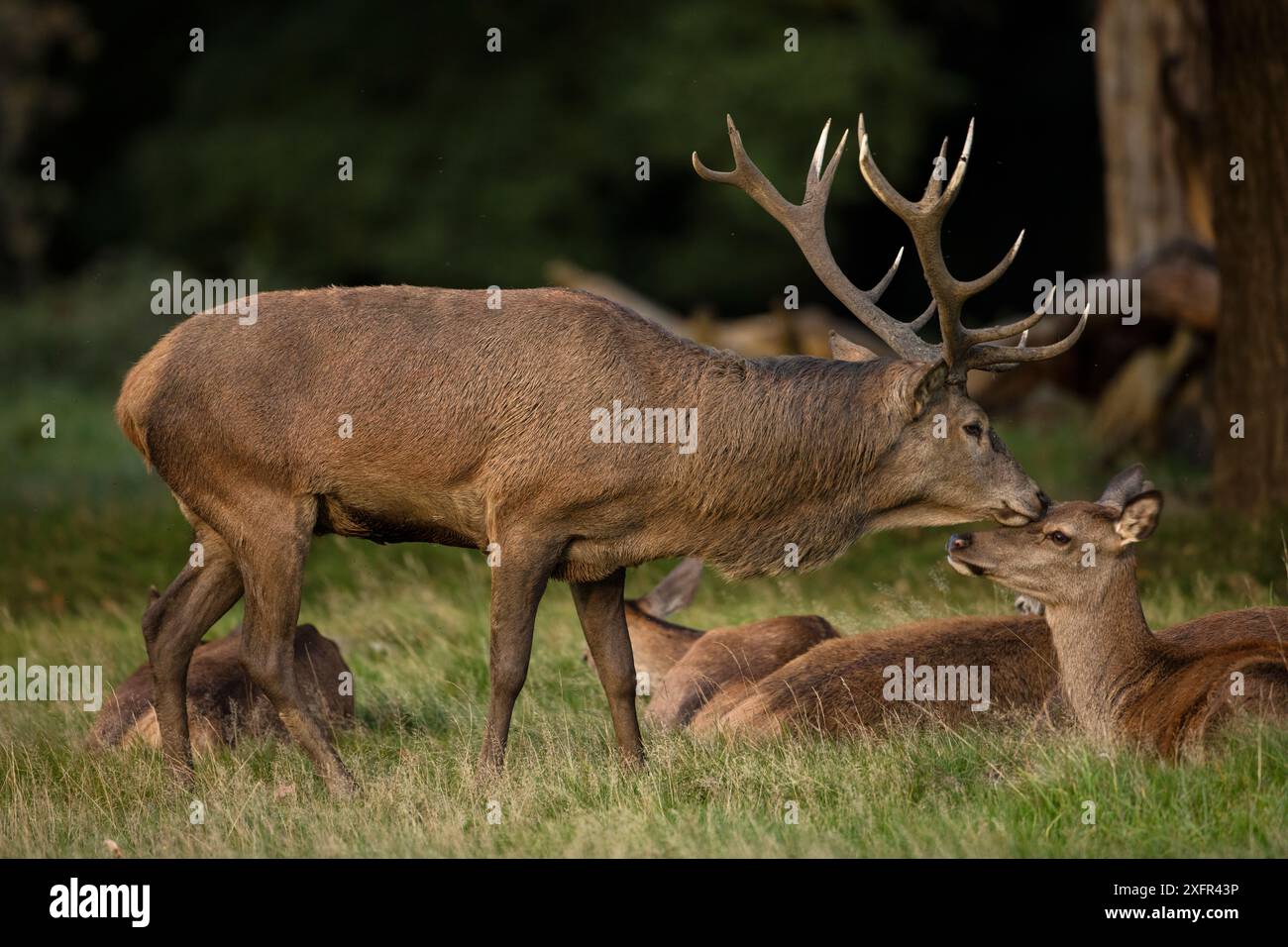 Rothirsch (Cervus elaphus) Hirsch während der Furche, interagierte mit einem der Weibchen in seinem Harem, England, Großbritannien, September. Stockfoto