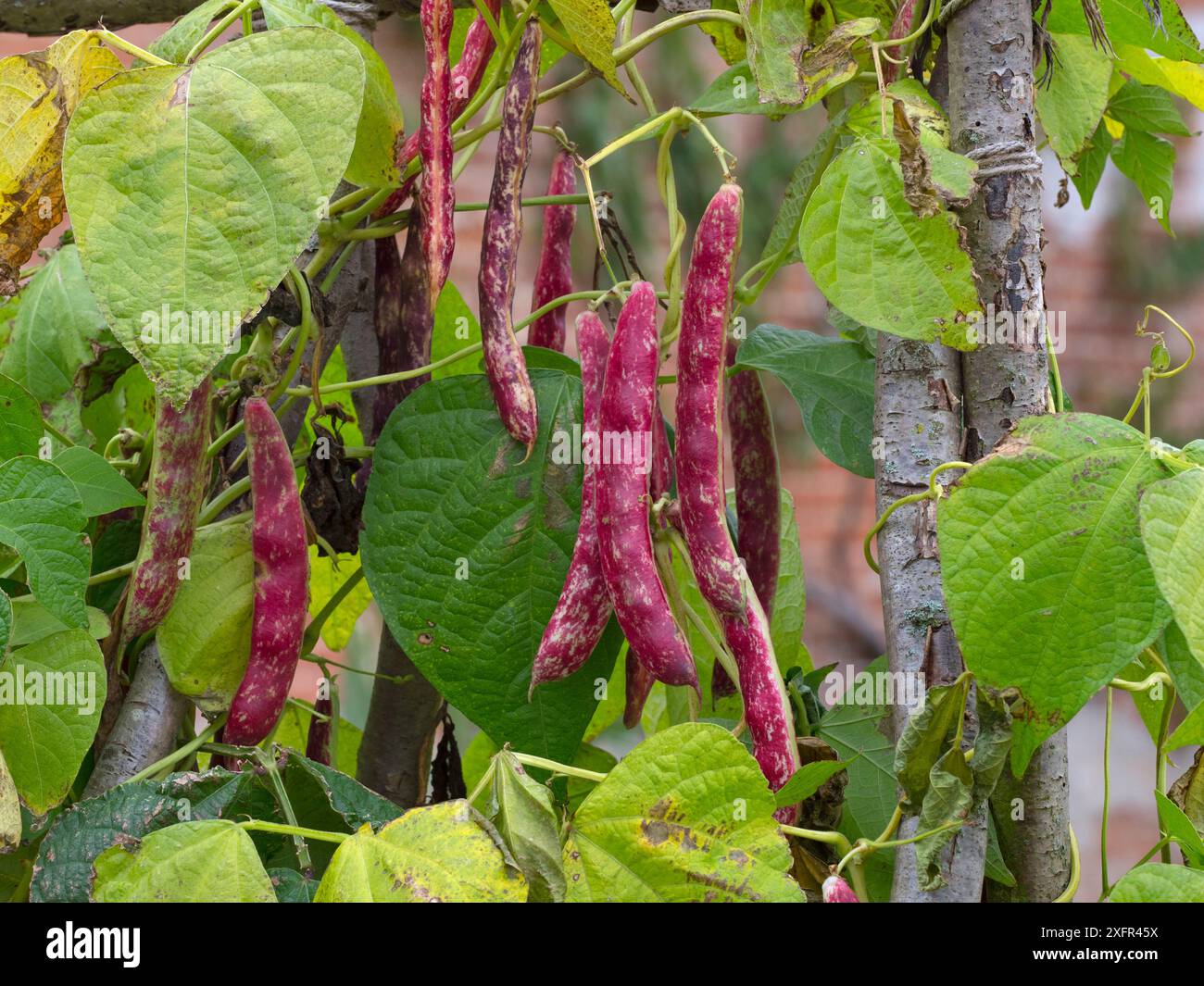 Französische Bohnen, Borlotti Lingua Di Fuoco, reife Schoten im Herbst. August 2017. Stockfoto