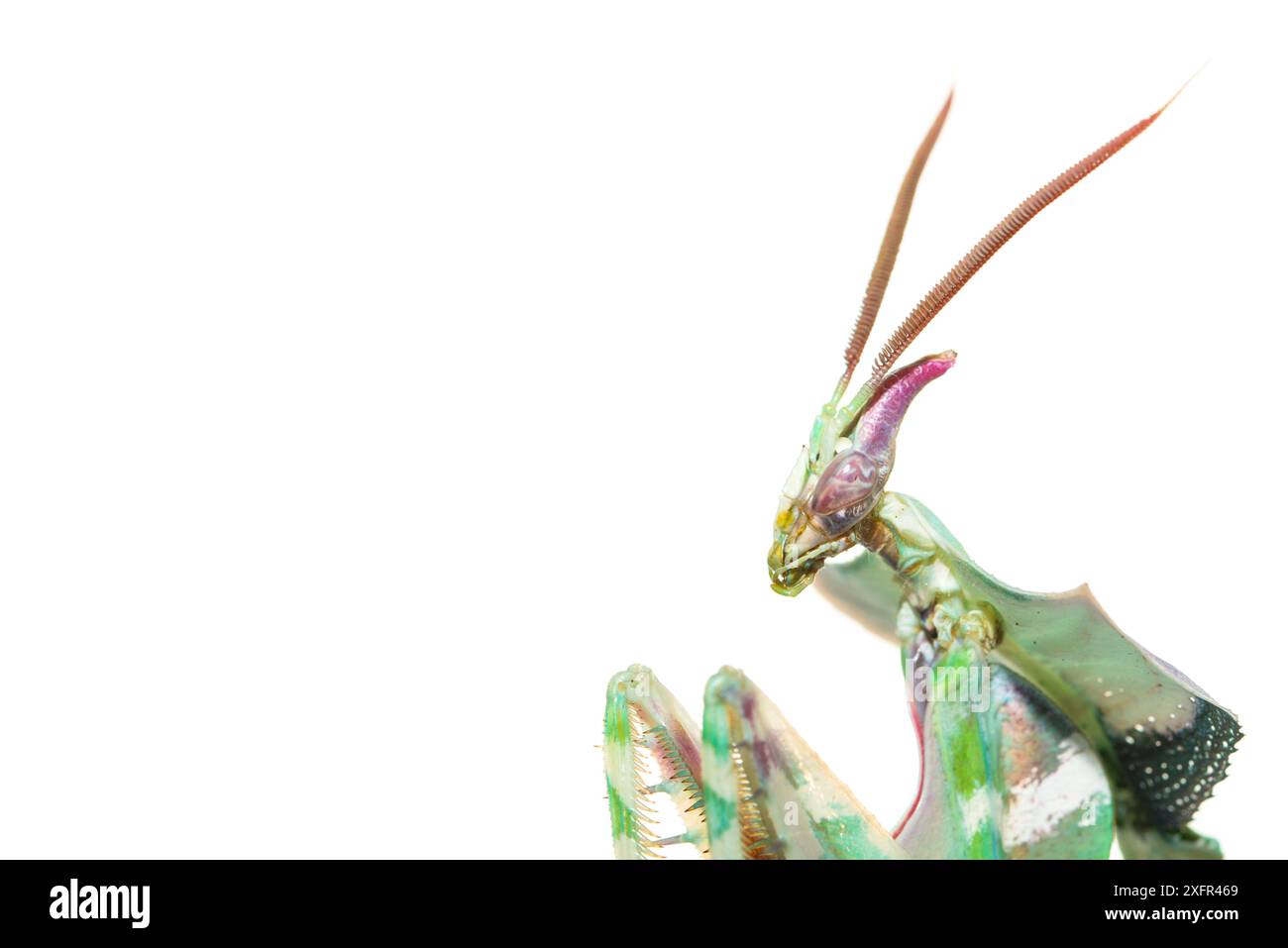 Teufelsblütenmantis (Idolomantis diabolica) männlich, in Gefangenschaft, kommt in Afrika vor. Stockfoto