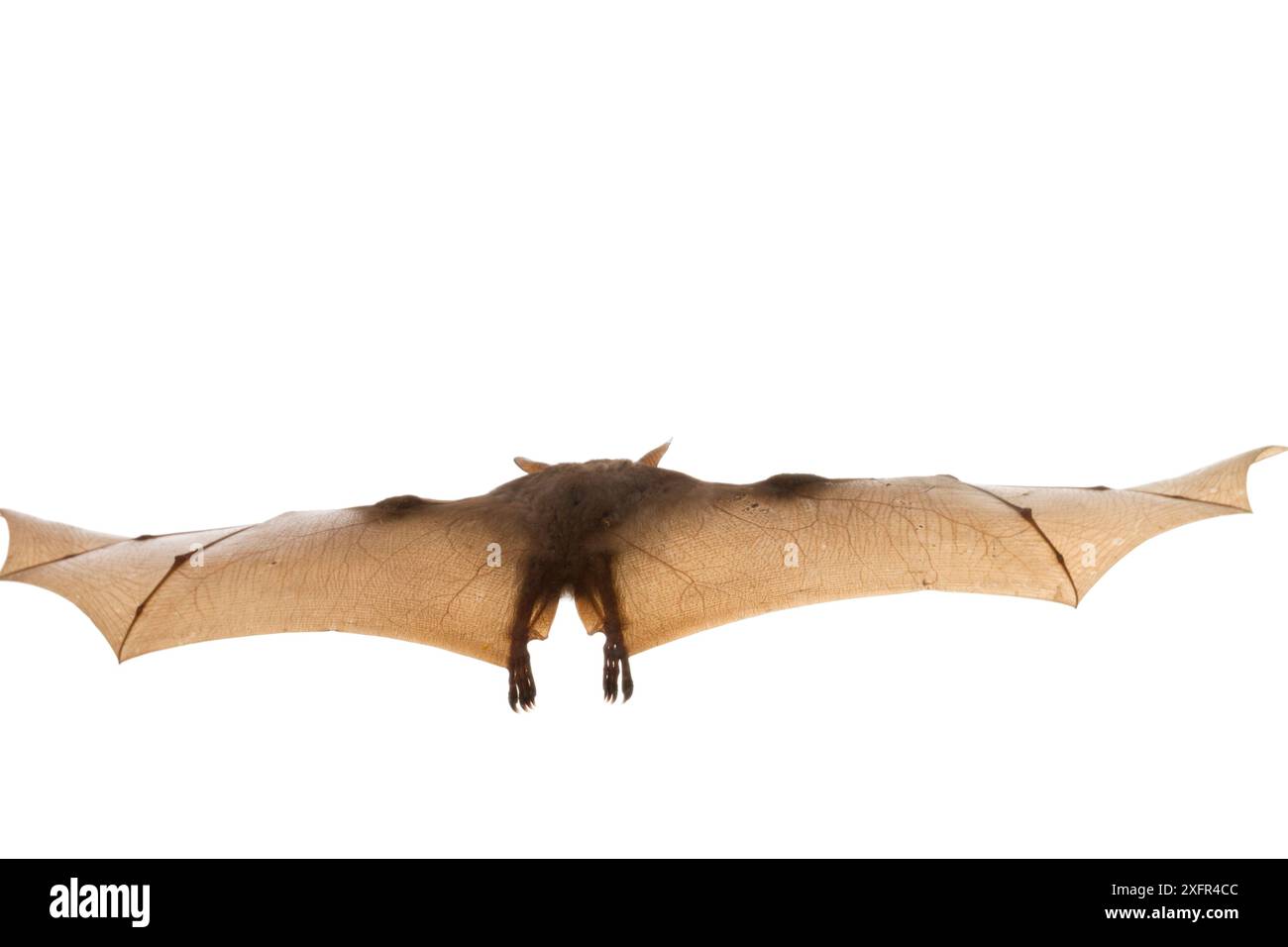 Wahlbergs epaulettierte Obstfledermaus (Epomophorus wahlbergi) im Flug, Gorongosa Nationalpark, Sofala, Mosambik. Kontrollierte Bedingungen Stockfoto